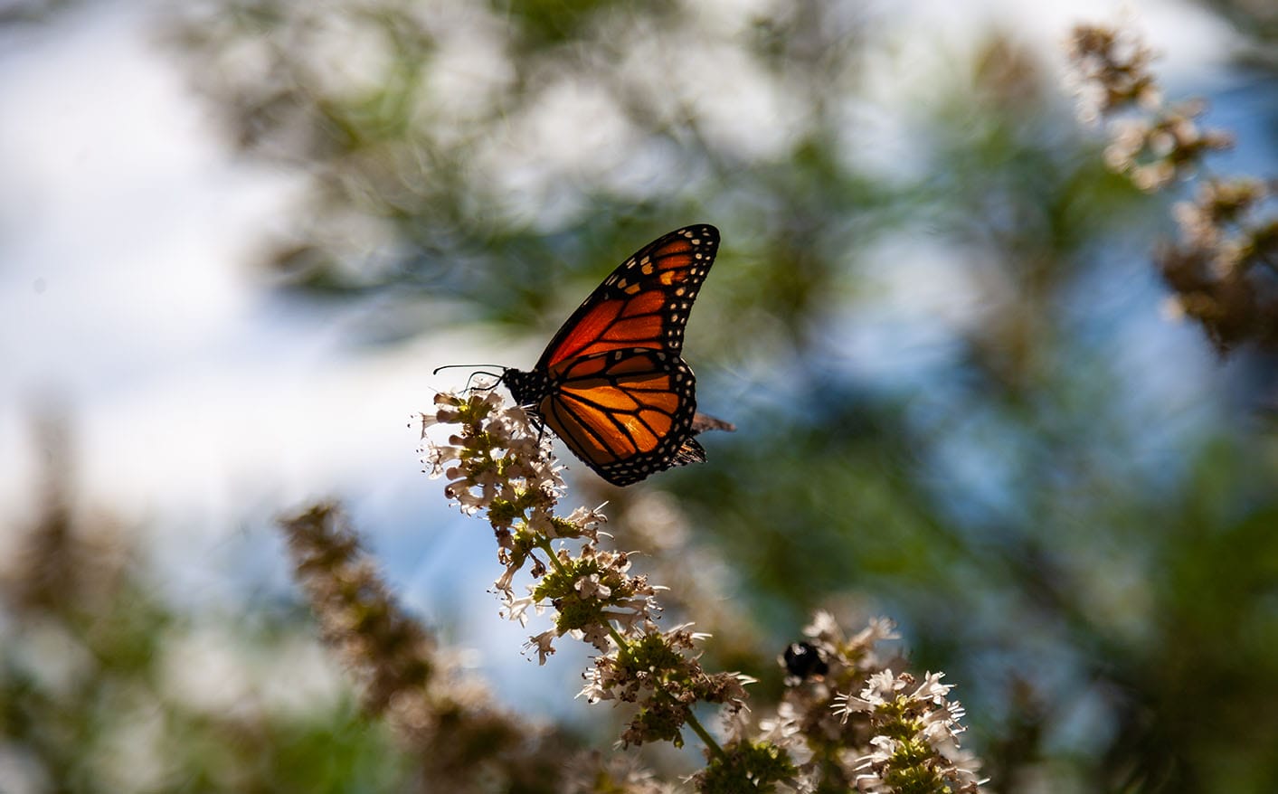 Butterfly on Branch